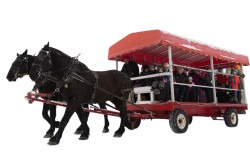 Horse Drawn Wagon Rides