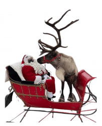 Live Reindeer Live Reindeer