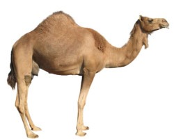 Farm Animal Petting Zoo camel 1744737643 Farm Animal Petting Zoo