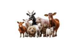 Mini Petting Zoo Party Package Mini Petting Zoo Party Package