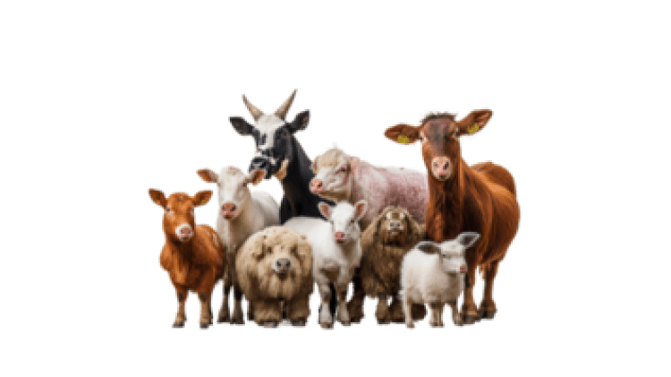 Mini Petting Zoo Party Package Mini Petting Zoo Party Package