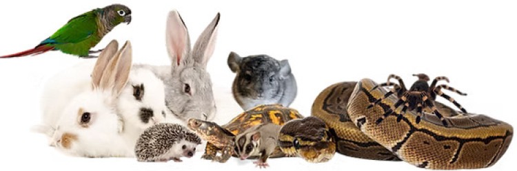 Exotic Animal Show Exotic Animal Show